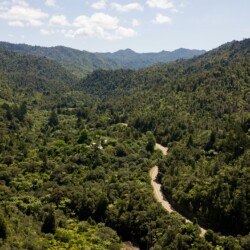 30122018 News Photo: DOMINICO ZAPATA News: The famous 309 Road crosses the Coromandel Ranges. It’s a long dusty journey through thick native bush, with Kauri tree groves, rivers, waterfalls, a quirky cafe and the famous pigs.